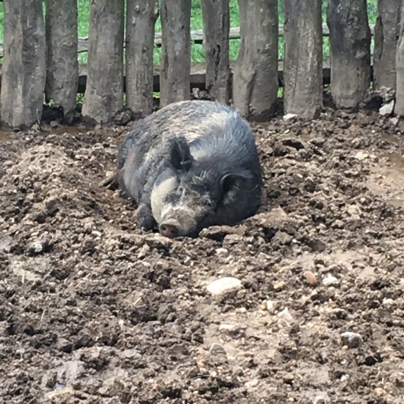 0367E6C2-8D27-4F92-B4D9-6C99D0C1D478